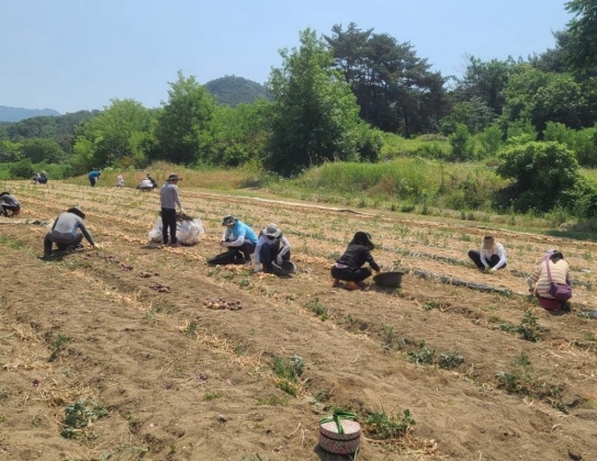 창녕읍, 양파 수확 농촌 일손돕기 나서